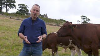 Introducing the Beef Shorthorn Cattle Society