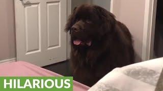 Mom documents hilarious bedtime routine with huge Newfoundland