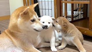 【柴犬 子犬】たまにはゆるゆるまったり遊んでみる子犬