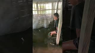 Sumpit ikan haruan di bawah jembatan #shortvideo #shorts #shortsfeed