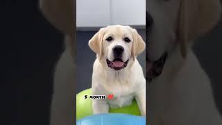 One month Vs one year  transformation #labrador #feed #shots #pets #cute #song #views #dog #video