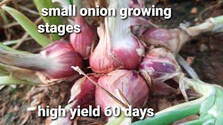 how to grow small onion in large scale