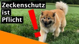 Zeckenschutz für Hunde ist Pflicht Antwort auf Stadtfelle vom Tierarzt