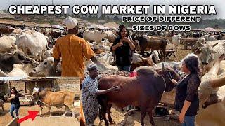 BUYING BIG COW FOR MY DAD IN THE BIGGEST COW MARKET IN IBADAN NIGERIA FOR NEW YEAR  COST of COWS