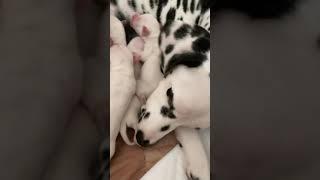 Cute dalmatian puppies  that have just been born  #shorts