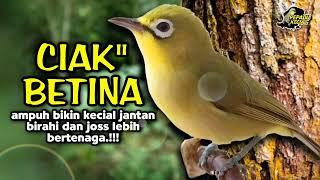 Ciak Ciak Kecial Kuning Betina Ampuh Bikin Kecial Jantan Gacor Joss Bertenaga‼️ PEPADU KECIAL