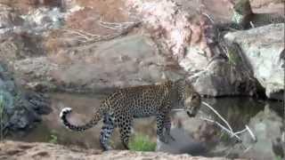 Leopards on the riverbed in Kruger National Park