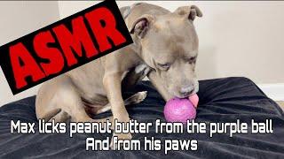 ASMR  Max Licks Peanut Butter Ball and Paws  Dog Licking Sounds  No Talking