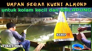 umpan jitu ikan mas KWENI ALMOND GACOR bossqu‼️ #GP-91