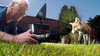 Friendly wild urban fox comes to be fed - #5