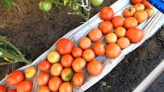 Стоит ли выращивать безрассадные помидоры в открытом грунте