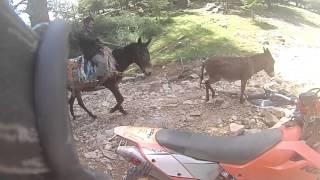 Animal Cruelty - Donkey Hobbling