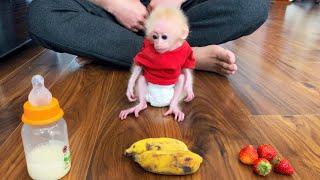 Baby Bibis Delicious Menu Has Milk - Strawberry - Banana