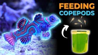 Harvesting Copepod Culture to Feed Mandarin Dragonet  Blue Reef Tank