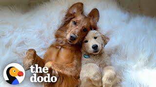 Golden Retriever Finally Gets Her Dream Of Becoming An Older Sister  The Dodo