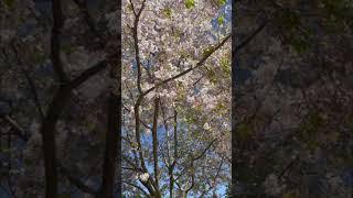 Pretty Cherry Blossom  #songwriter #piano #cherryblossom #musicmaker