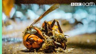 Bees Kill A Giant Hornet With Heat  Buddha Bees and The Giant Hornet Queen  BBC Earth