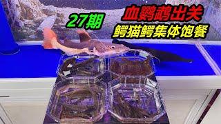 特地準備了4種食物餵魚，看起來非常豐盛，可憐鱷魚吃蝦頭