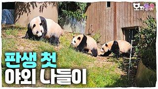 SUB Ruis and Huis reaction to encountering a new world│Panda World