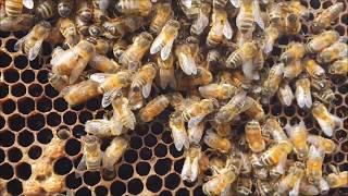 Beekeeping - First Spring 2018 inspection
