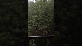 Rain asmr #asmrrain