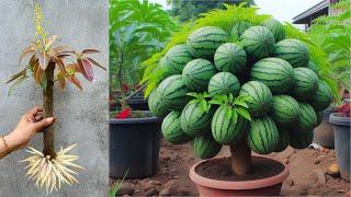 Unique Skill Mango Tree In Watermelon Using Aloe Veragrowing mango tree mixed watermelon fruits