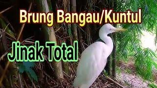 #HNC Burung Bangau SawahKuntul ZINAK TOTAL