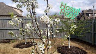 Hosui Asian Pear March 2021 Update