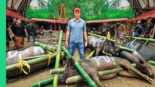 100 Buffalo 50 Pigs 1 Funeral Indonesia’s Costly Journey to Afterlife