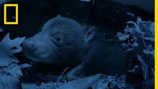 Bear Cubs Emerge From the Den  National Geographic