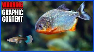 Red Belly Piranha LIVE FEEDING Guppies Shrimp & More