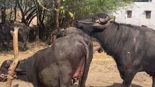 Buffalo mating  Buffalo breeding  Cow mating  Breeding