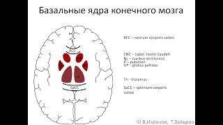 Nuclei basales. Запись  2023 05 22 11 25 07