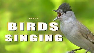 SINGING BIRDS. Part 44