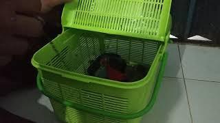 Unboxing burung Nuri kepala Hitam cerewet rakus dan mulus