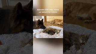 Adorable German Shepherd helps mama cat babysit her kittens #dogs #kittens