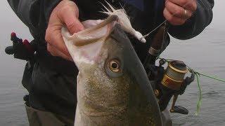 How to Bucktail Striped Bass from Bay Shorelines - Part 1