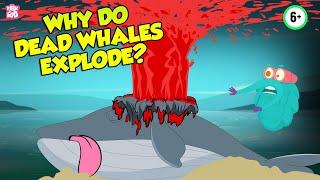 Why Do Dead Whales Explode?  Whale Explosion  The Dr Binocs Show  Peekaboo Kidz