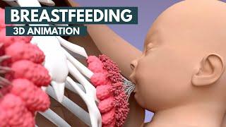 Breastfeeding  3D Animation