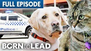 Guide Dogs Final Exams Bring Challenges Big & Small  Born to Lead Episode 3  Bondi Vet