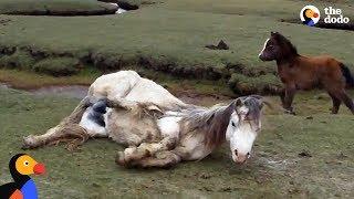 Baby Horse Refuses To Leave Injured Moms Side  The Dodo