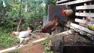 Morning Rush of My hens from New cage