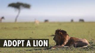 Adopt a lion with Born Free