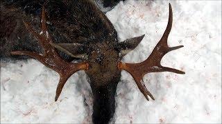 Охота на лося загоном Moose hunting in Russia