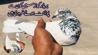 Breeder Kabootar Ki Pehchan  Afzaal Pigeons