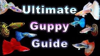 The Ultimate Guide to Guppy Care and Breeding