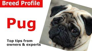 Pug dog breed guide