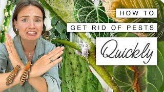 House Plant PESTS  How To Quickly and Easily GET THEM GONE 