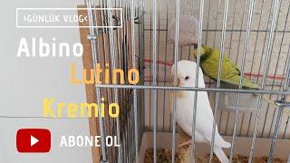 Albino Lutino ve Kremio Kuşların Özellikleri Nelerdir?