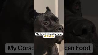 It’s the entitlement for me  #raisingbane #howtoraiseacanecorso #funnydogs #funnydogvideos